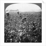 A cotton plantation, Rome, Georgia, USA by BL Singley
