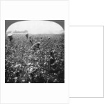 A cotton plantation, Rome, Georgia, USA by BL Singley