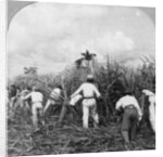 Harvesting sugar cane, Rio Pedro, Porto Rico by BL Singley