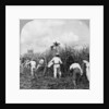 Harvesting sugar cane, Rio Pedro, Porto Rico by BL Singley