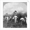 Harvesting sugar cane, Rio Pedro, Porto Rico by BL Singley