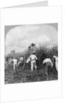 Harvesting sugar cane, Rio Pedro, Porto Rico by BL Singley