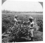 A tea plantation, Java, Indonesia by CH Graves