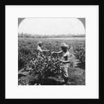 A tea plantation, Java, Indonesia by CH Graves