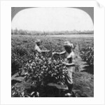 A tea plantation, Java, Indonesia by CH Graves