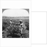 A tea plantation, Java, Indonesia by CH Graves