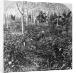 A coffee plantation, Jamaica by CH Graves