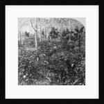 A coffee plantation, Jamaica by CH Graves