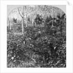 A coffee plantation, Jamaica by CH Graves