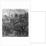 A coffee plantation, Jamaica by CH Graves