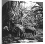Harvesting bananas, Costa Rica by Anonymous