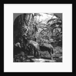 Harvesting bananas, Costa Rica by Anonymous