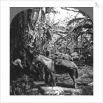 Harvesting bananas, Costa Rica by Anonymous