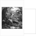 Harvesting bananas, Costa Rica by Anonymous