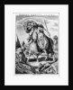 Allegorial view of Europe by Cornelis de Visscher