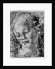 The head of an angel by Andrea del Verrocchio