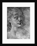 The head of a young woman by Lorenzo di Credi