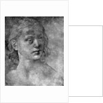 The head of a young woman by Lorenzo di Credi