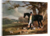 Mr Maynard and Her Majesty's Beagles by Henry Barraud