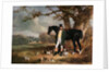 Mr Maynard and Her Majesty's Beagles by Henry Barraud