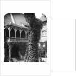 Lime tree in a courtyard, Nuremberg, Bavaria, Germany by Wurthle & Sons