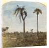 Captain Osman shooting from a tree with the aid of straps, India by Anonymous