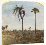 Captain Osman shooting from a tree with the aid of straps, India by Anonymous