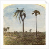Captain Osman shooting from a tree with the aid of straps, India by Anonymous