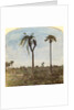 Captain Osman shooting from a tree with the aid of straps, India by Anonymous