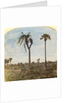 Captain Osman shooting from a tree with the aid of straps, India by Anonymous