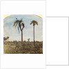 Captain Osman shooting from a tree with the aid of straps, India by Anonymous