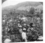 Coffee picking on Sir Thomas Lipton's estate, Dambutenne, Sri Lanka by Underwood & Underwood