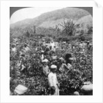 Coffee picking on Sir Thomas Lipton's estate, Dambutenne, Sri Lanka by Underwood & Underwood