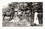 Opening cocoa pods, Trinidad, Trinidad and Tobago by Strong