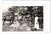 Opening cocoa pods, Trinidad, Trinidad and Tobago by Strong