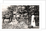 Opening cocoa pods, Trinidad, Trinidad and Tobago by Strong