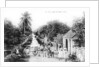 On the road to Blue Hills, Bahamas by Anonymous