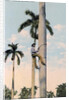 A man climbing a palm tree, Cuba by Anonymous