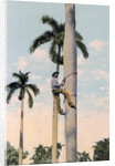 A man climbing a palm tree, Cuba by Anonymous