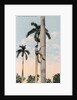 A man climbing a palm tree, Cuba by Anonymous
