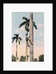 A man climbing a palm tree, Cuba by Anonymous