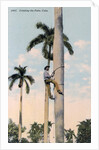A man climbing a palm tree, Cuba by Anonymous