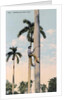 A man climbing a palm tree, Cuba by Anonymous