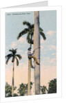 A man climbing a palm tree, Cuba by Anonymous