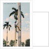 A man climbing a palm tree, Cuba by Anonymous