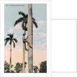 A man climbing a palm tree, Cuba by Anonymous