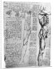 Muscle studies by Leonardo Da Vinci