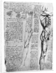 Muscle studies by Leonardo Da Vinci