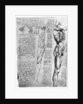 Muscle studies by Leonardo Da Vinci