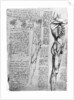 Muscle studies by Leonardo Da Vinci